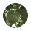 Seekanapalli Organics Banyan Leaves 100 gram